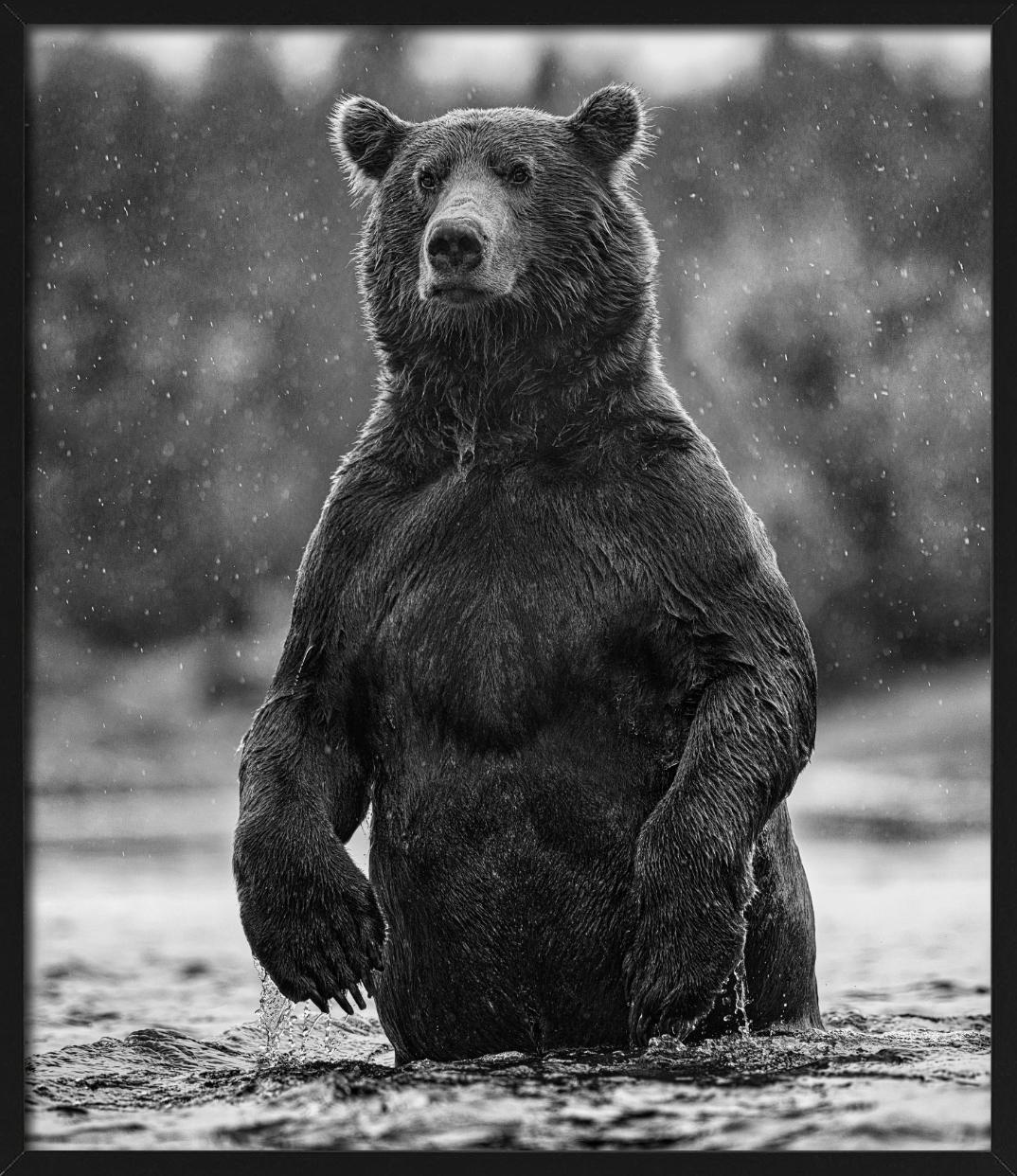 Brutus - portrait of a brown bear, Fine Art Photography, 2021 For Sale 4