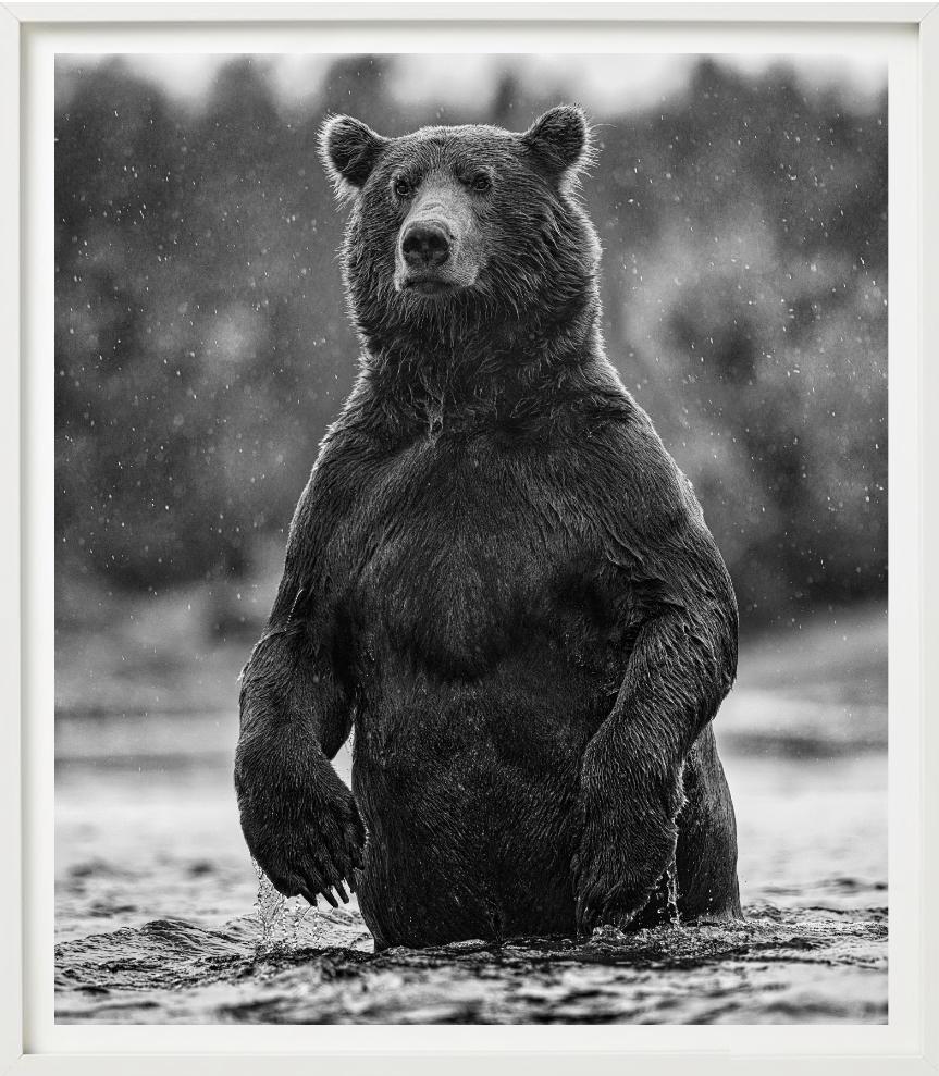 Brutus - portrait of a brown bear, Fine Art Photography, 2021 For Sale 5