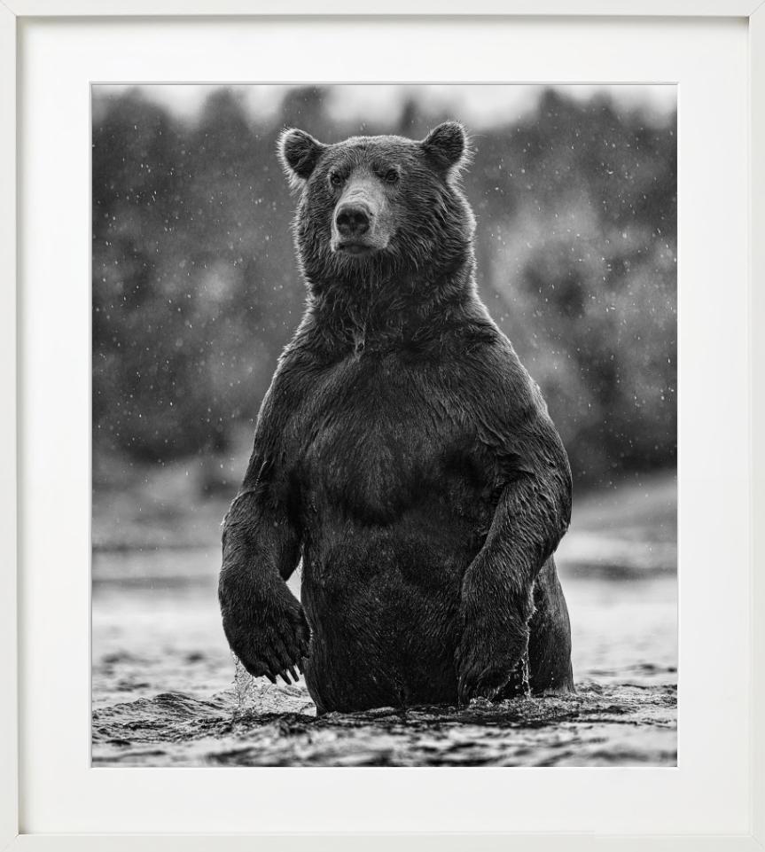 Brutus - portrait of a brown bear, Fine Art Photography, 2021 For Sale 6
