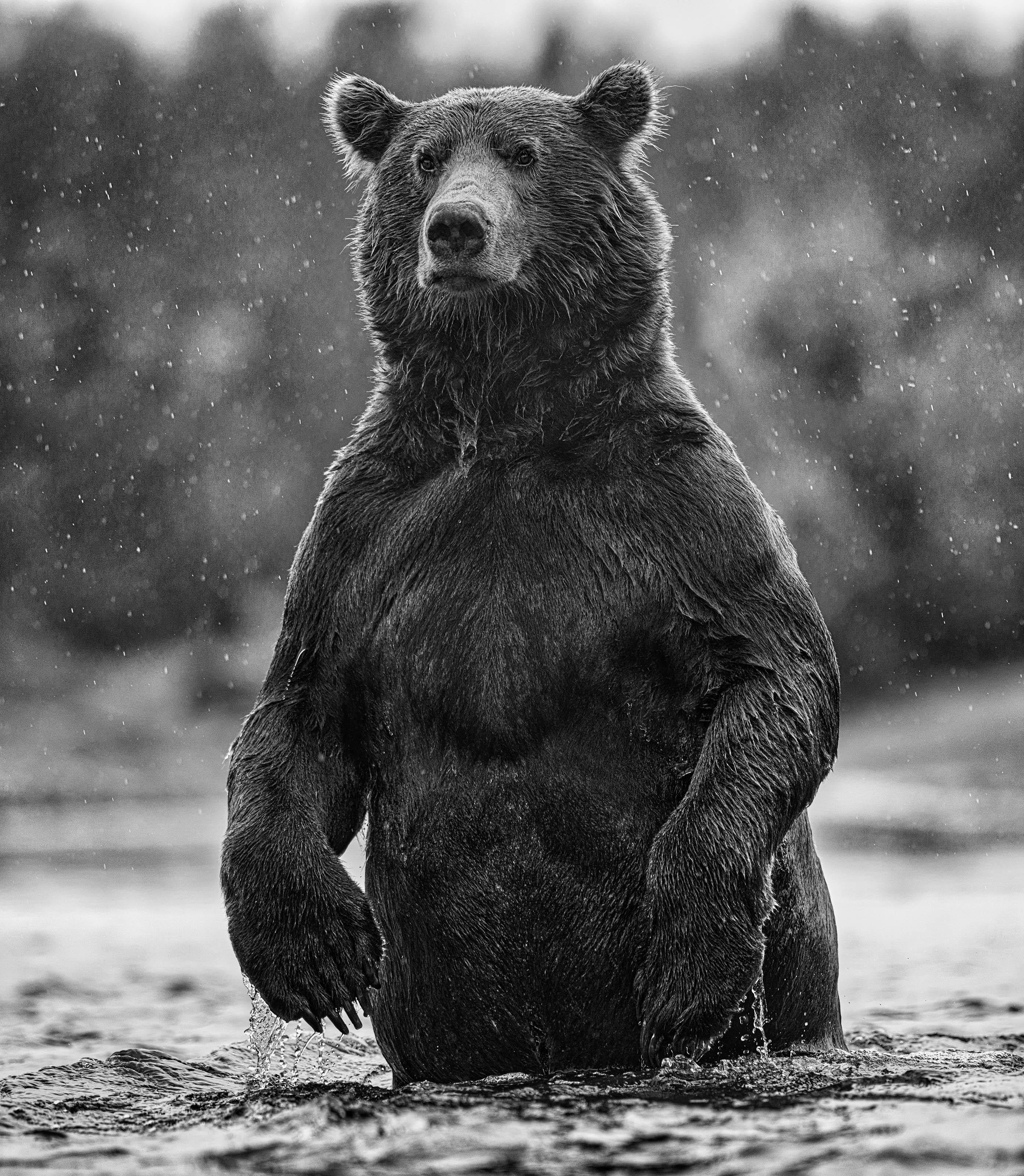 David Yarrow Black and White Photograph - Brutus - portrait of a brown bear, Fine Art Photography, 2021
