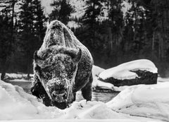 Buffalo Soldier by David Yarrow - Contemporary Wildlife Photography - Bison