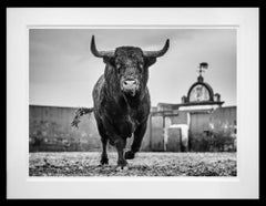Bullish by David Yarrow - Seville, Spain - Contemporary Wildlife Photography