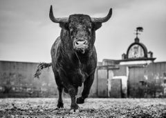 Bullish by David Yarrow - Seville, Spain - Contemporary Wildlife Photography