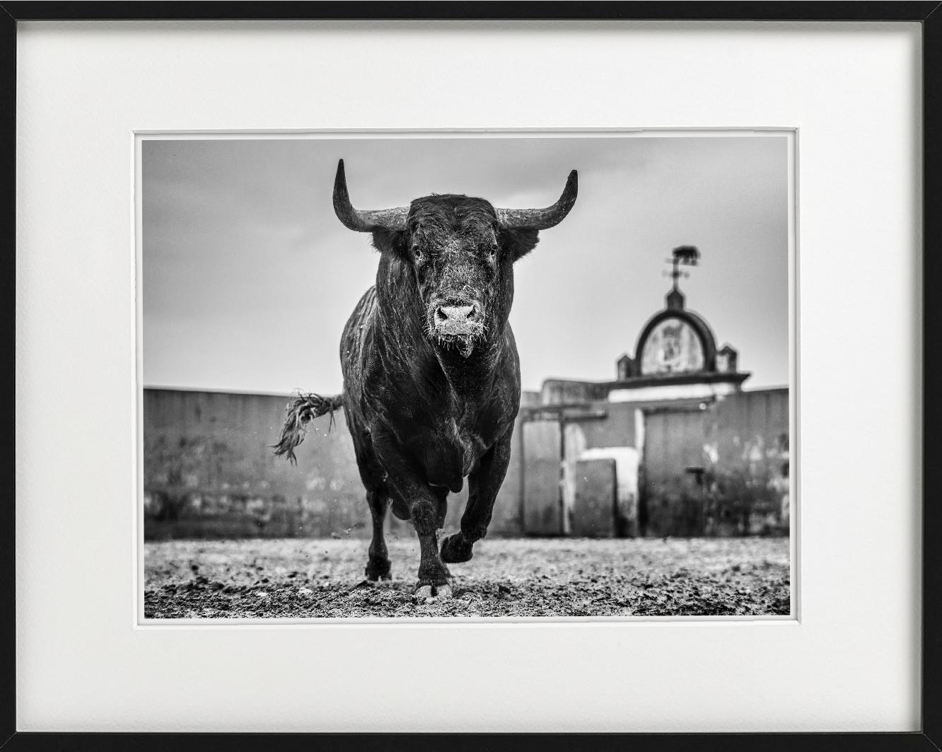 Bullish - Closeup of a Bull at Miura Cattle Ranch, fine art photography, 2024 - Photograph by David Yarrow
