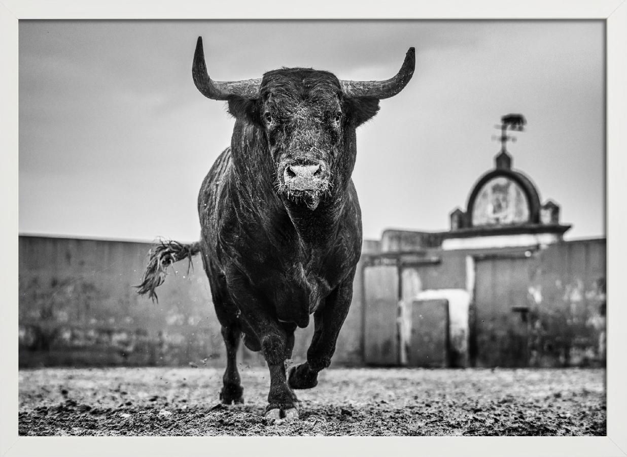 Bullish - Closeup of a Bull at Miura Cattle Ranch, fine art photography, 2024 For Sale 1
