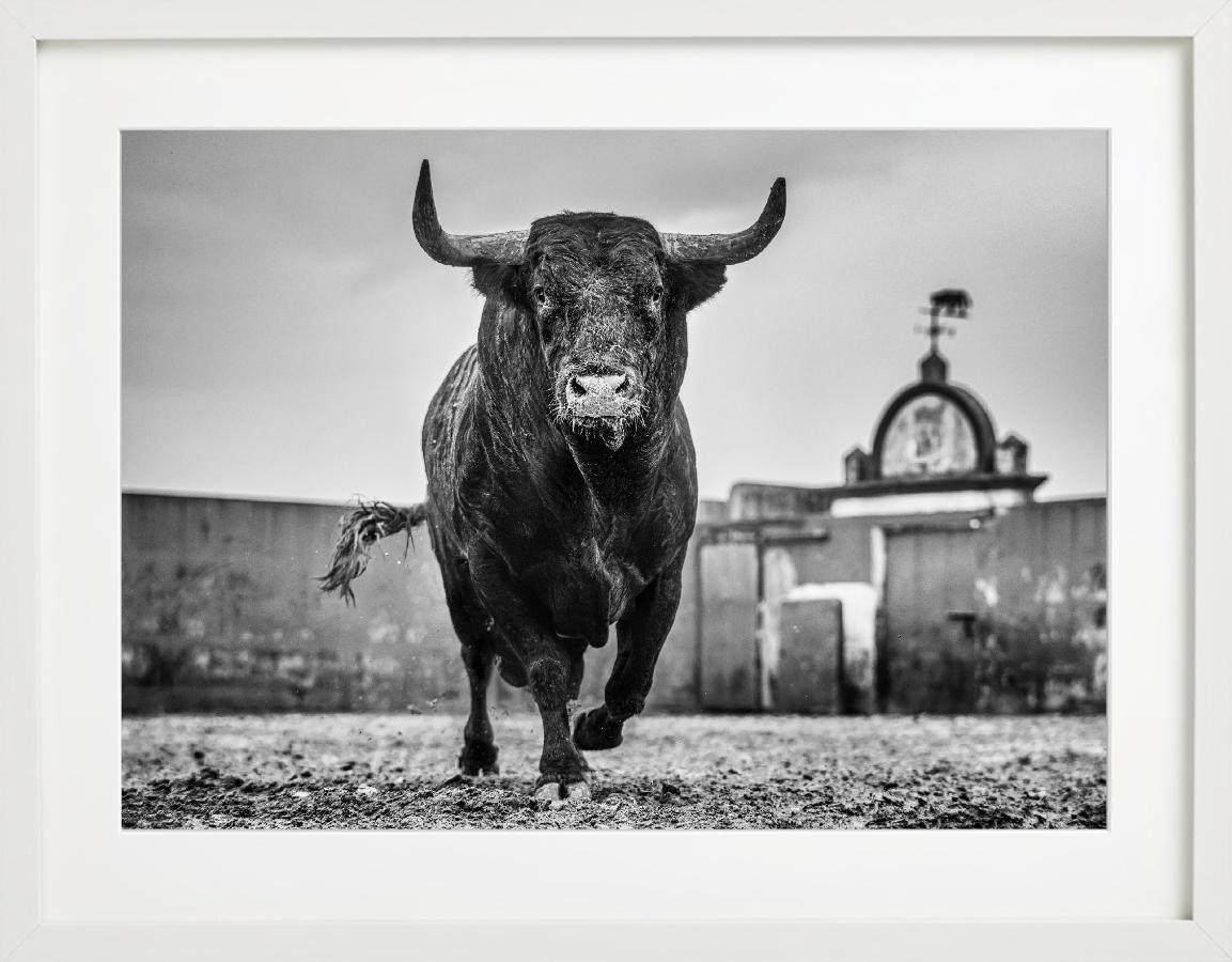Bullish - Closeup of a Bull at Miura Cattle Ranch, fine art photography, 2024 For Sale 2