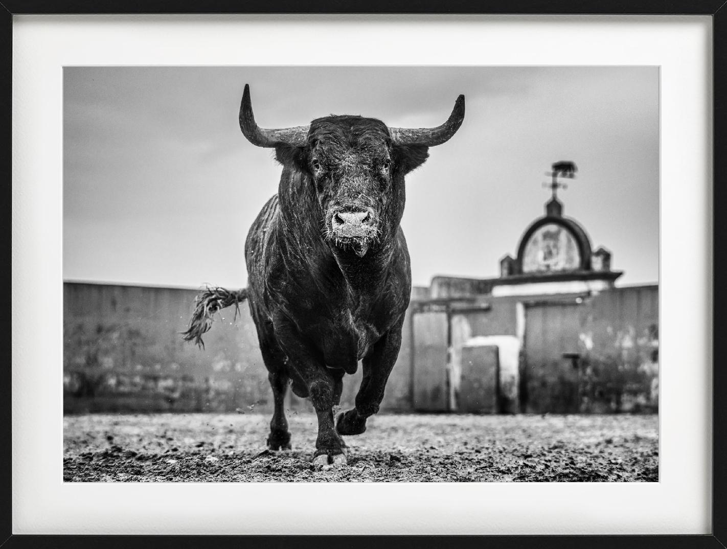 Bullish - Closeup of a Bull at Miura Cattle Ranch, fine art photography, 2024 For Sale 3