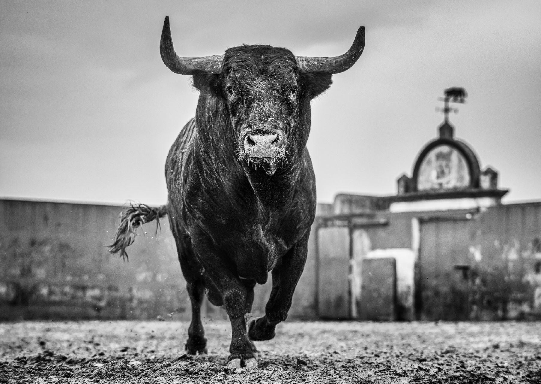 David Yarrow Black and White Photograph - Bullish - Closeup of a Bull at Miura Cattle Ranch, fine art photography, 2024