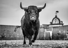 Bullish - En gros plan, un taureau au ranch de bovins de Miura, photographie d'art, 2024