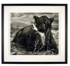 Catch by David Yarrow - Groß - Bär - Zeitgenössische Tierfotografie