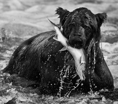Catch by David Yarrow - Groß - Bär - Zeitgenössische Tierfotografie
