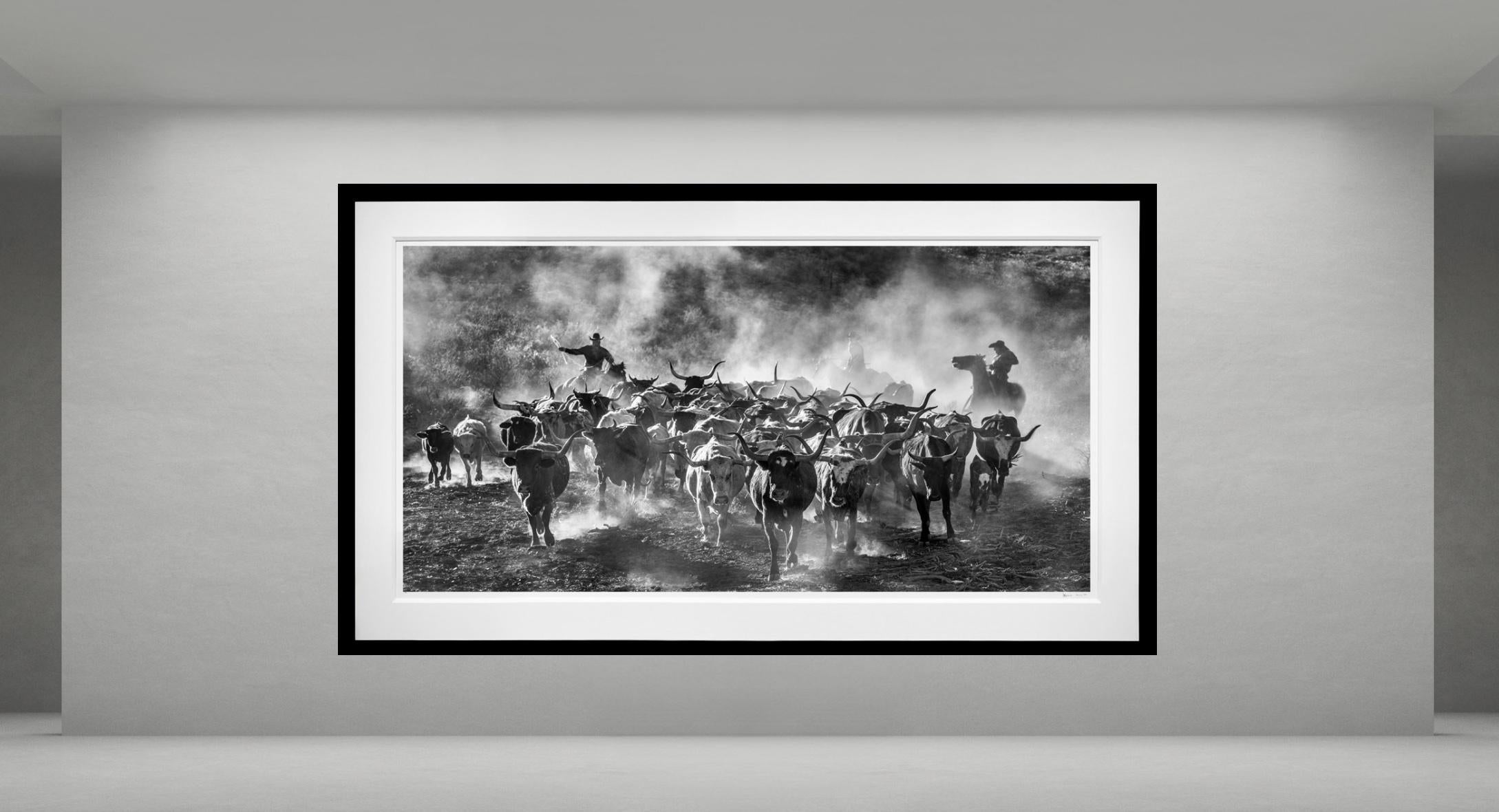Cattle Drive, Texas por David Yarrow en venta 1