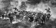 Cattle Drive, Texas by David Yarrow