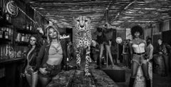 Cheetahs