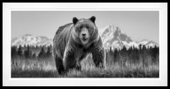 „Cocaine Bear“ (Schwarz-Weiß) von David Yarrow – Braunbär – Alaska – Naturfotografie