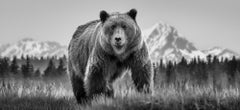 „Cocaine Bear“ (Schwarz-Weiß) von David Yarrow – Braunbär – Alaska – Naturfotografie