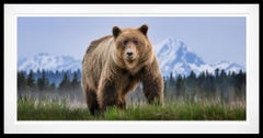 „Cocaine Bear“ (Farbfoto) von David Yarrow – Braunbär – Naturfotografie