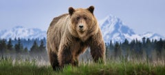 „Cocaine Bear“ (Farbfoto) von David Yarrow – Braunbär – Naturfotografie