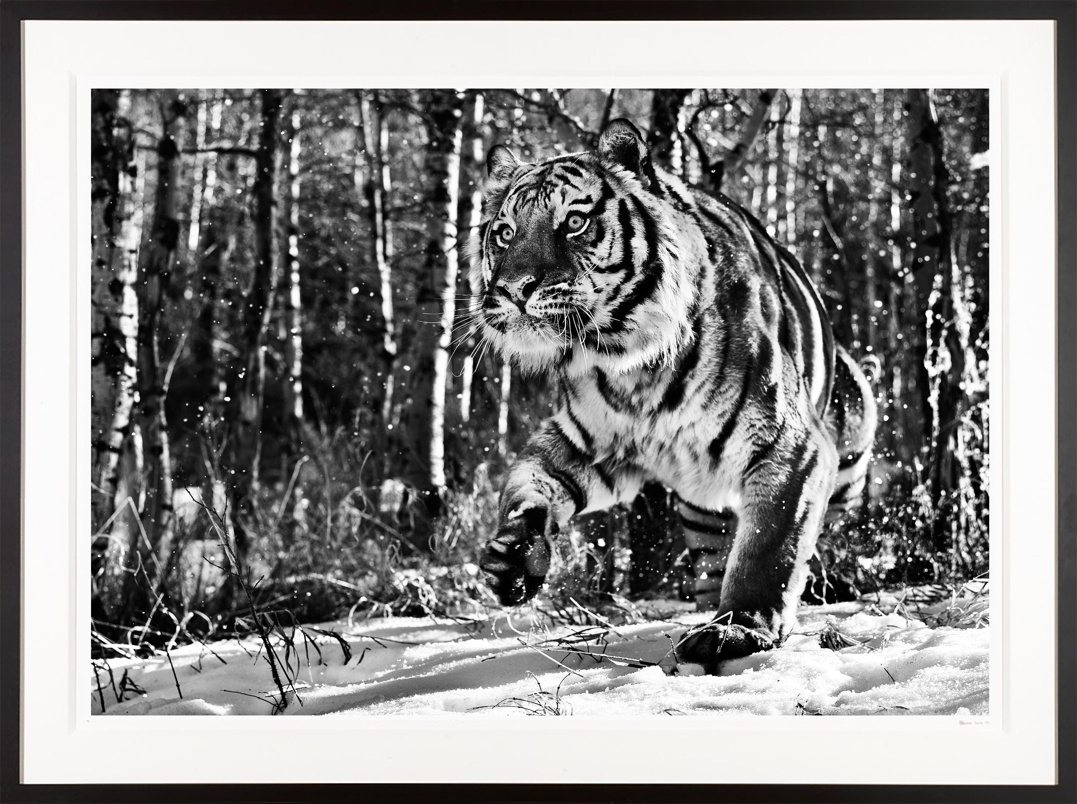 David Yarrow Landscape Photograph - "Cold Mountain" Siberian Tiger Framed Black and White Photograph