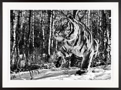 "Cold Mountain" Siberian Tiger Framed Black and White Photograph