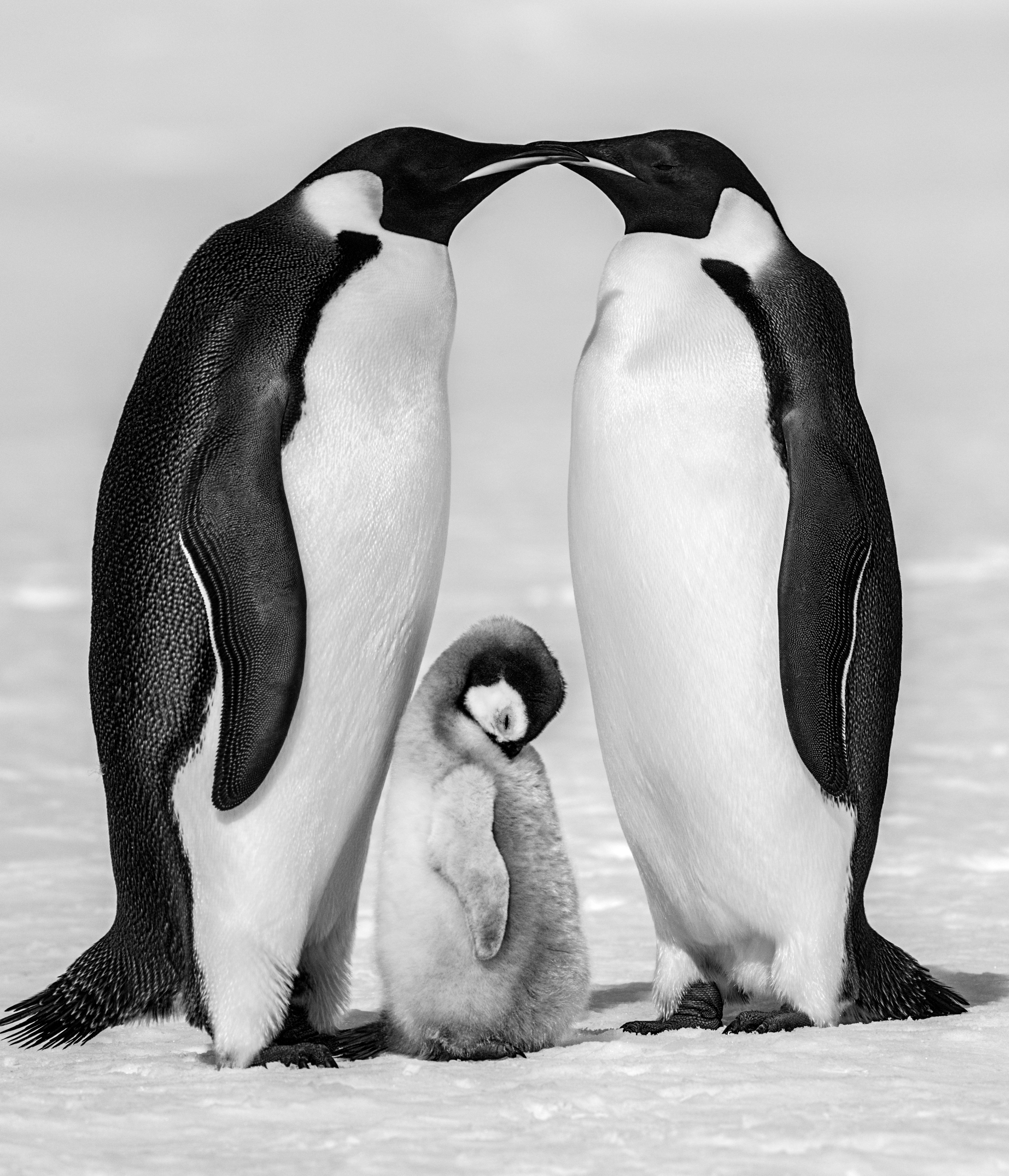 David Yarrow Black and White Photograph - Contentment II