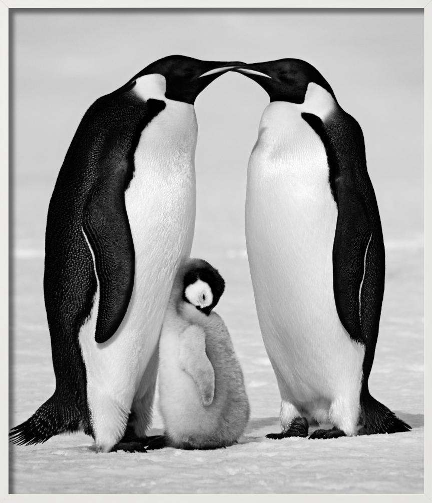 Contentment - Penguin Family close-up, Fine Art Photography, 2010 For Sale 7