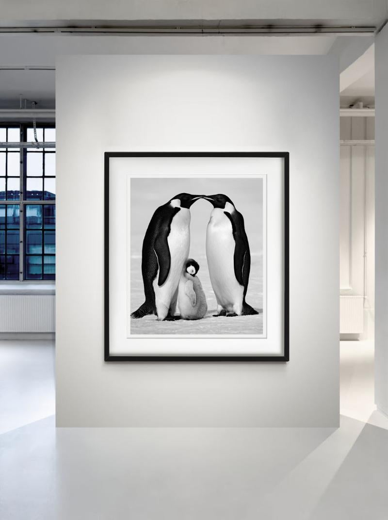 Contentment - Penguin Family close-up, Fine Art Photography, 2010 - Gray Figurative Photograph by David Yarrow