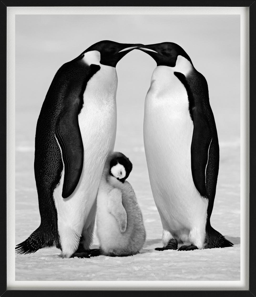 Contentment, close-up of a penguin family, scenic, idyllic, black and white photography, photographed by David Yarrow.  

All prints are limited edition. Available in multiple sizes. High-end framing on request.

All prints are done and signed by