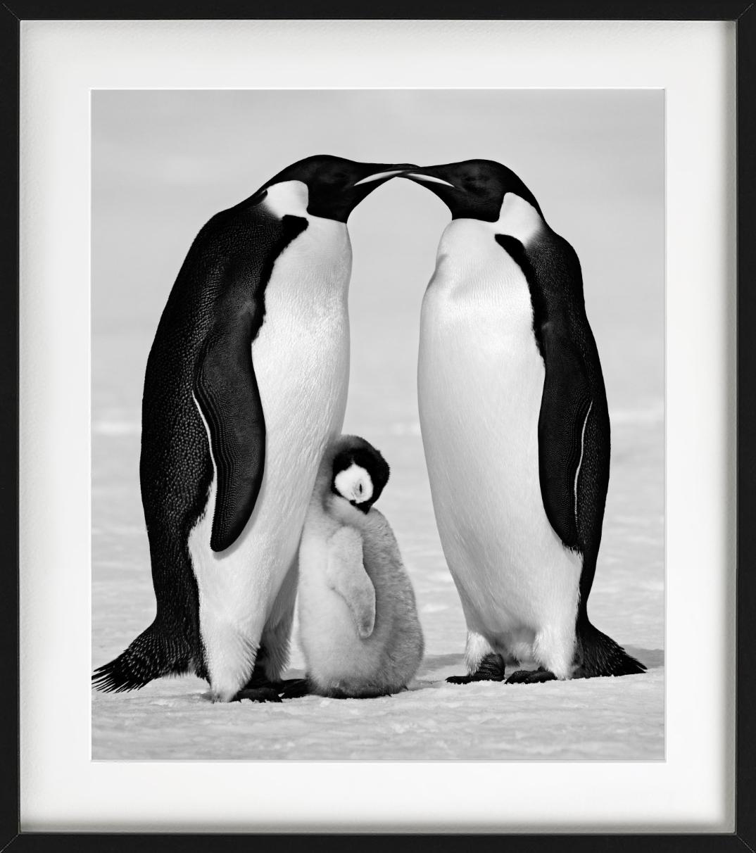 Contentment - Penguin Family close-up, Fine Art Photography, 2010 For Sale 1