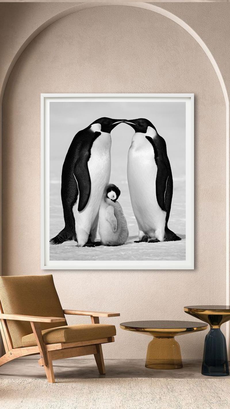 Contentment - Penguin Family close-up, Fine Art Photography, 2010 For Sale 2