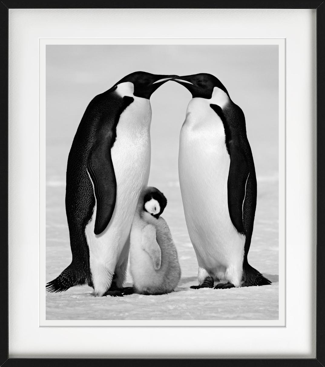 Contentment - Penguin Family close-up, Fine Art Photography, 2010 For Sale 3