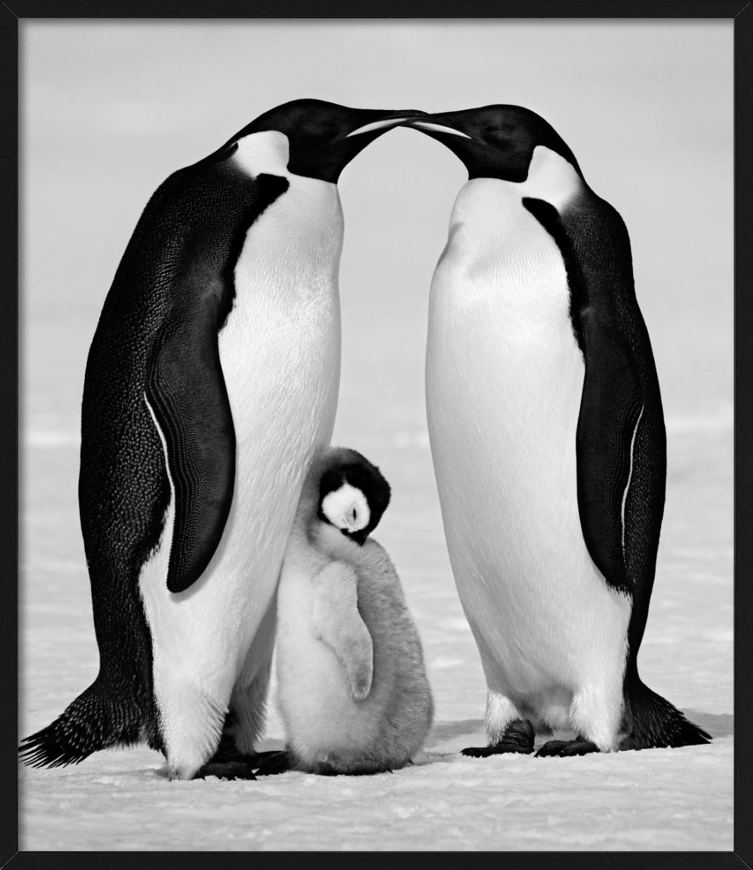 Contentment - Penguin Family close-up, Fine Art Photography, 2010 For Sale 4