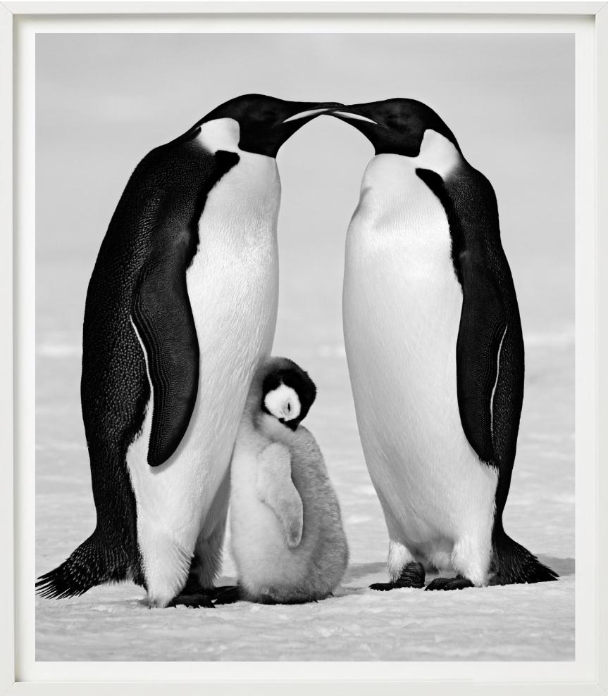 Contentment - Penguin Family close-up, Fine Art Photography, 2010 For Sale 5