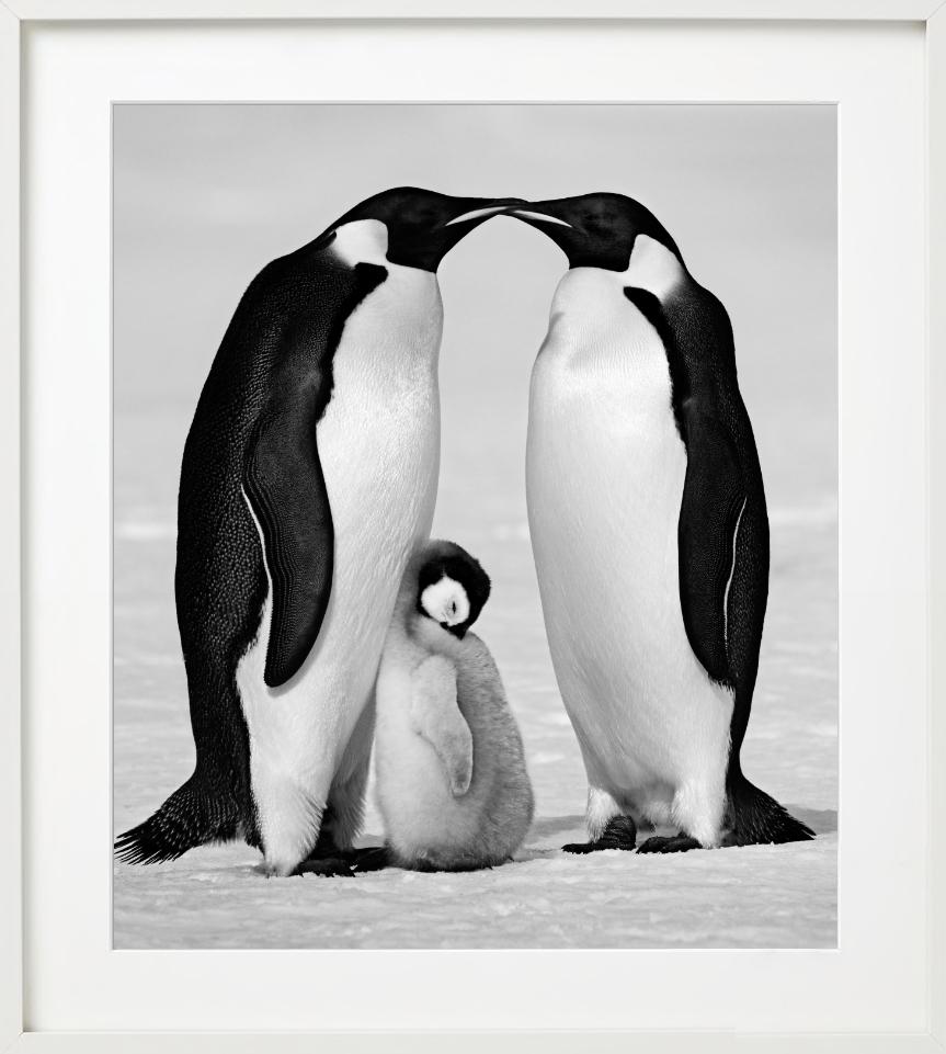 Contentment - Penguin Family close-up, Fine Art Photography, 2010 For Sale 6