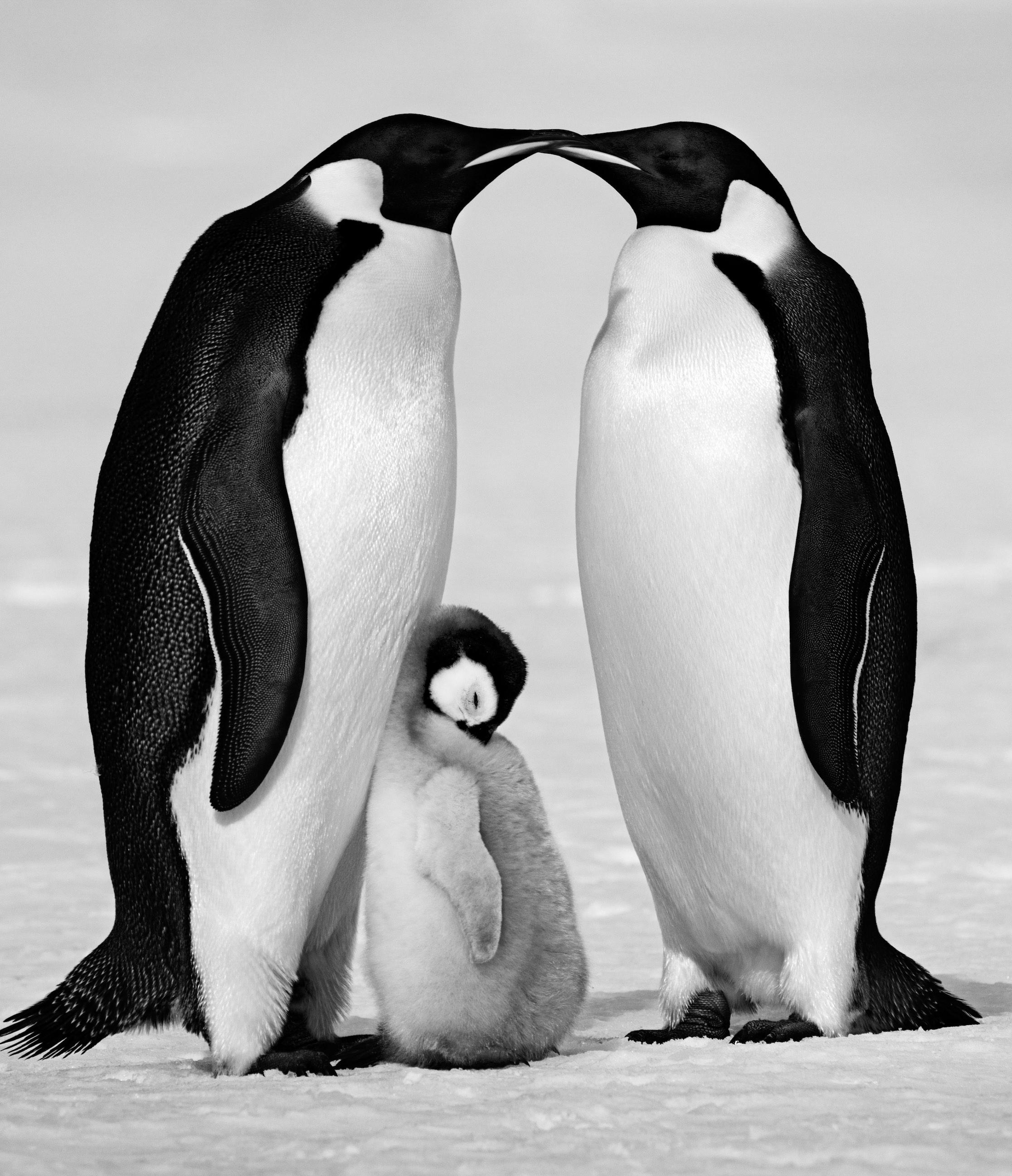 David Yarrow Figurative Photograph - Contentment - Penguin Family close-up, Fine Art Photography, 2010