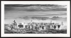 David Yarrow Black & White Photograph "The Thundering Herd" Cattle Drive Texas