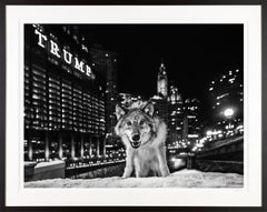 Fotografía de David Yarrow "Es sólo cuestión de tiempo" de Lobo en el frío Chicago