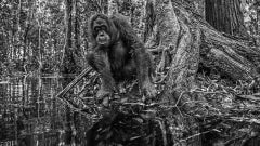 David Yarrow - Roots Edition 2/12, Photographie 2017, Imprimée d'après