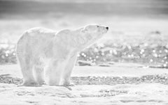 David Yarrow, The emperor of the North, Contemporary Black and White photography