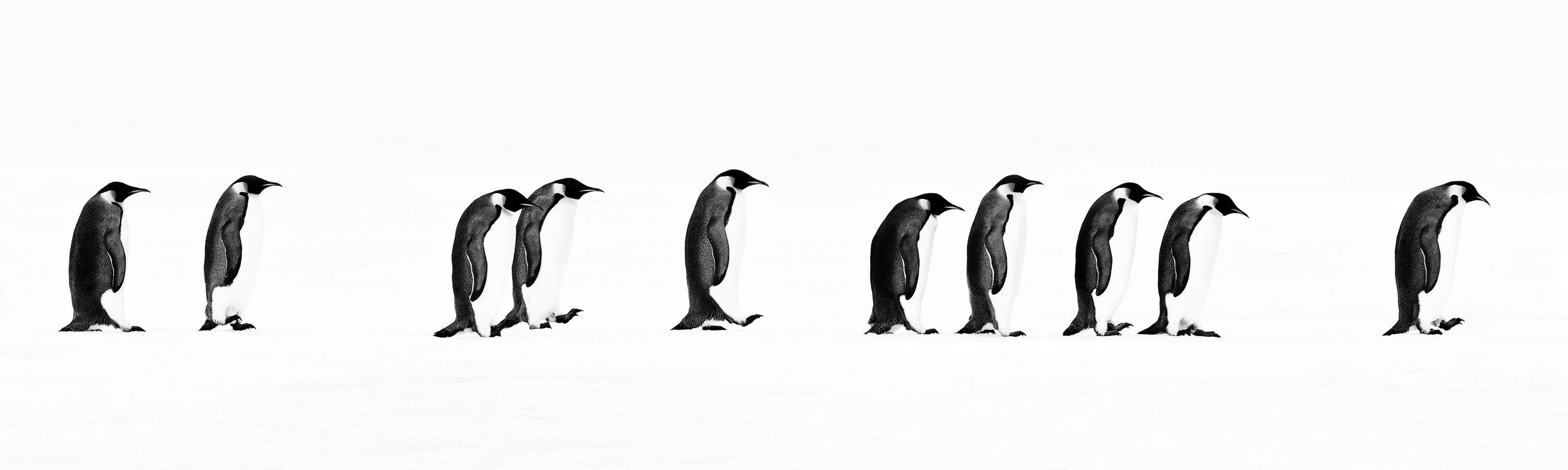David Yarrow - The Long March, Photography 2010, Imprimé d'après