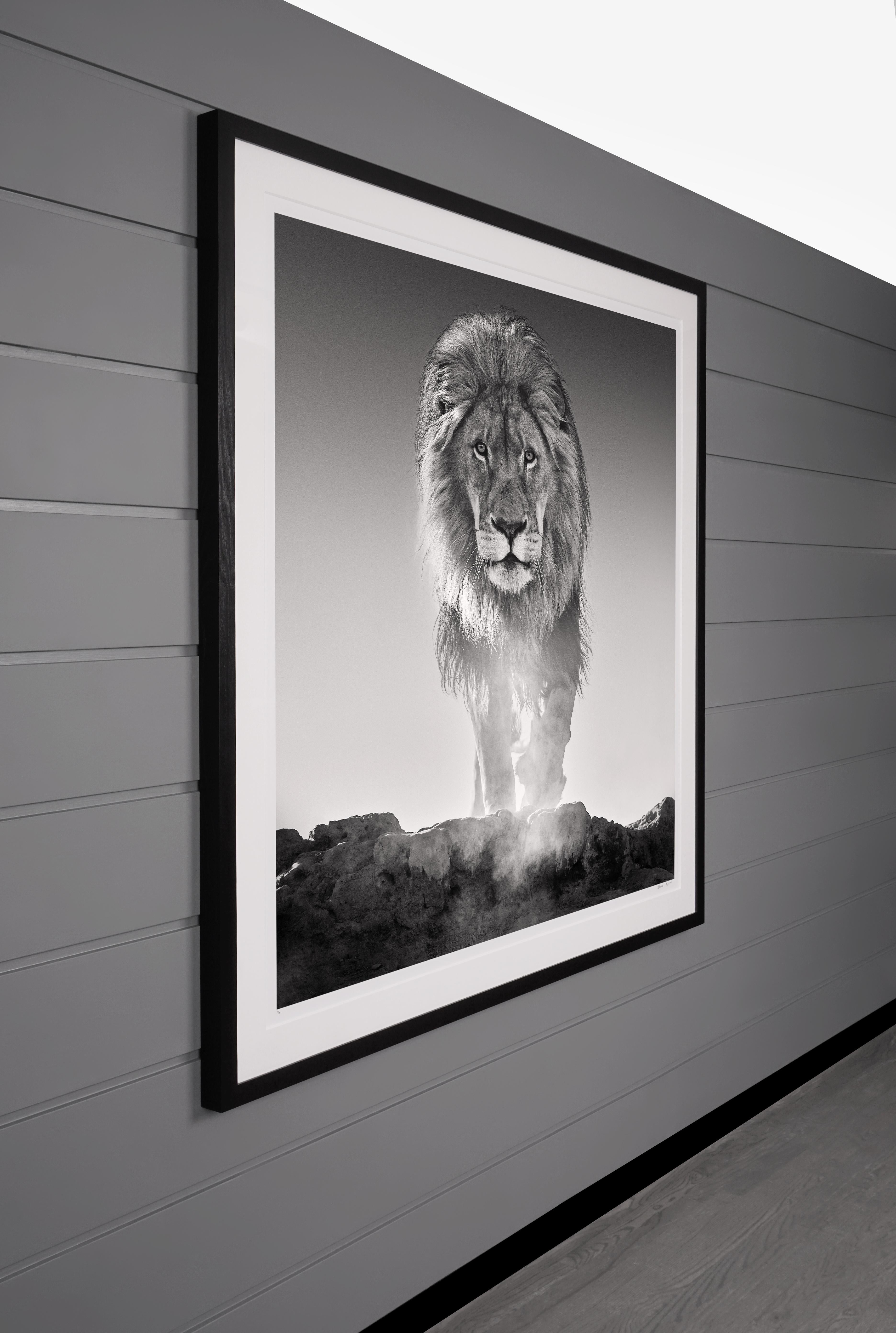 David Yarrow, 'L'Antico Testamento' Leone a Dinokeng, Sudafrica, 2017 2