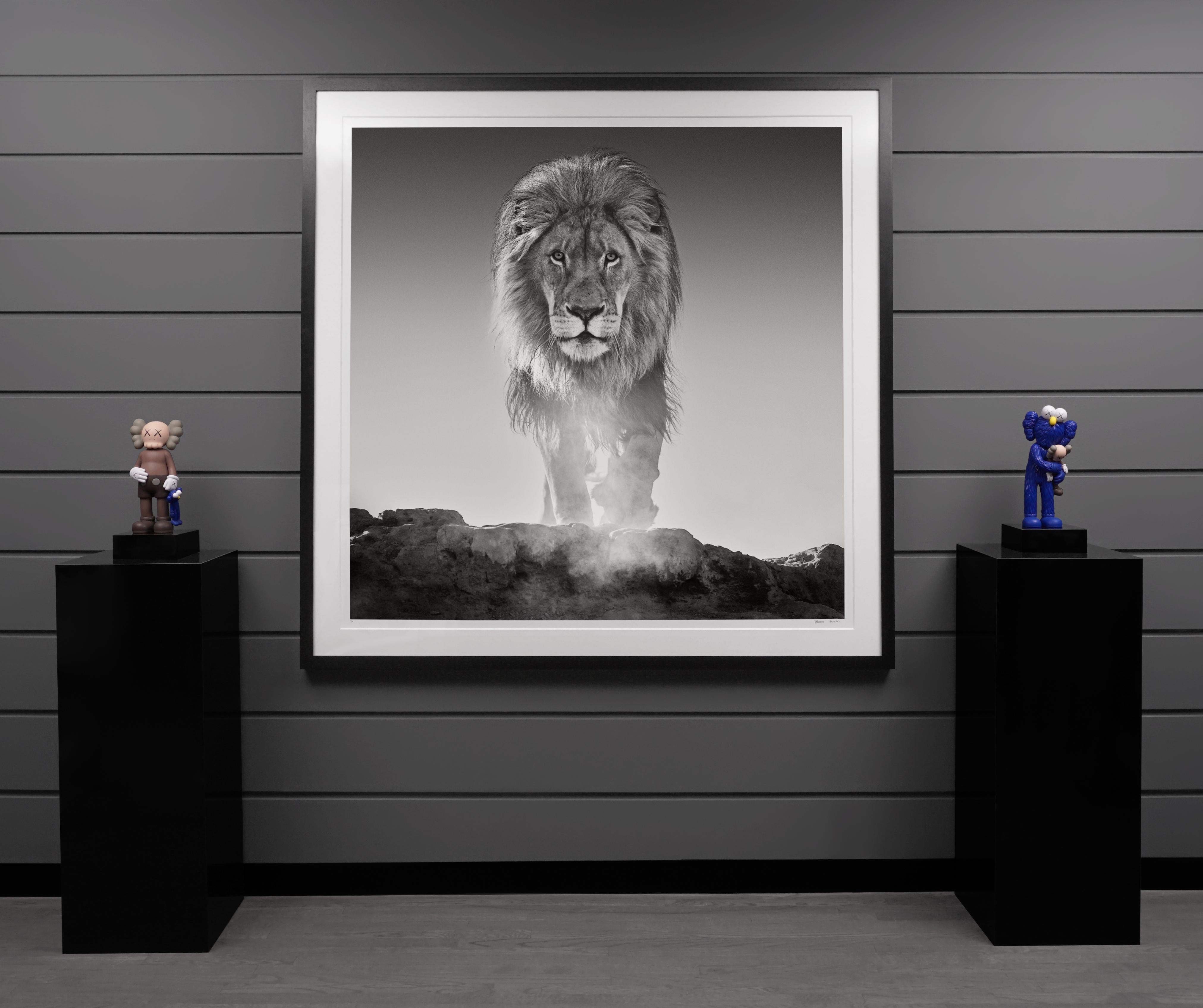 David Yarrow, 'L'Antico Testamento' Leone a Dinokeng, Sudafrica, 2017 5