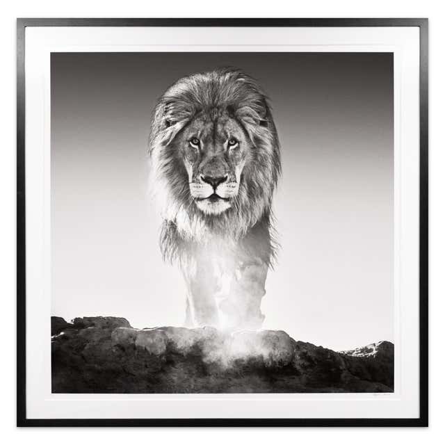 David Yarrow Photography 515 For Sale at 1stDibs buy david yarrow