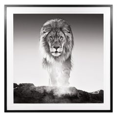 David Yarrow, « The Old Testament » Lion in Dinokeng, Afrique du Sud, 2017