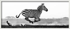 Desert Flight - Zebra running, panoramic view, Fine Art Photography, 2014