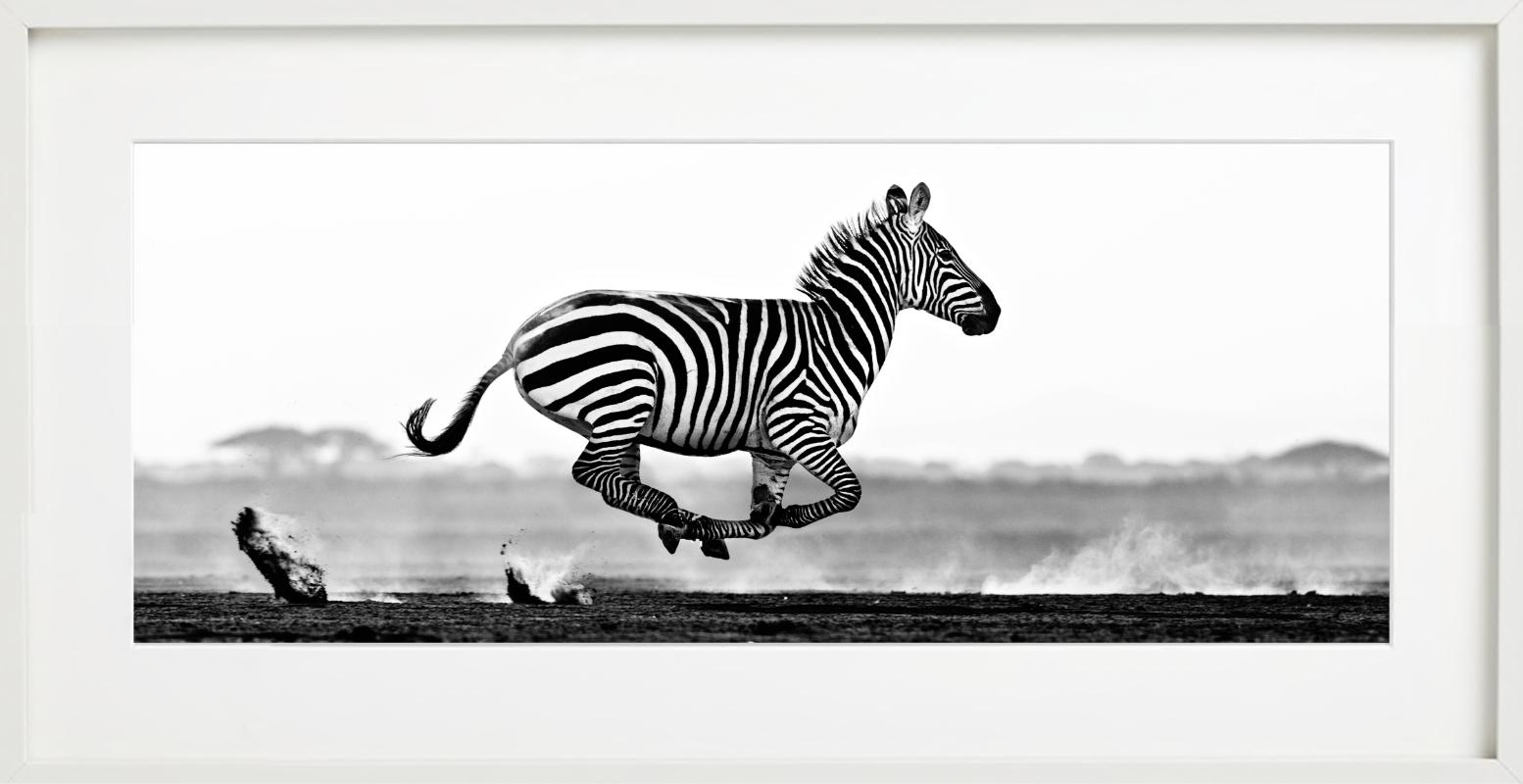 Vol dans le désert - course de zèbres, vue panoramique, photographie d'art, 2014 - Gris Black and White Photograph par David Yarrow
