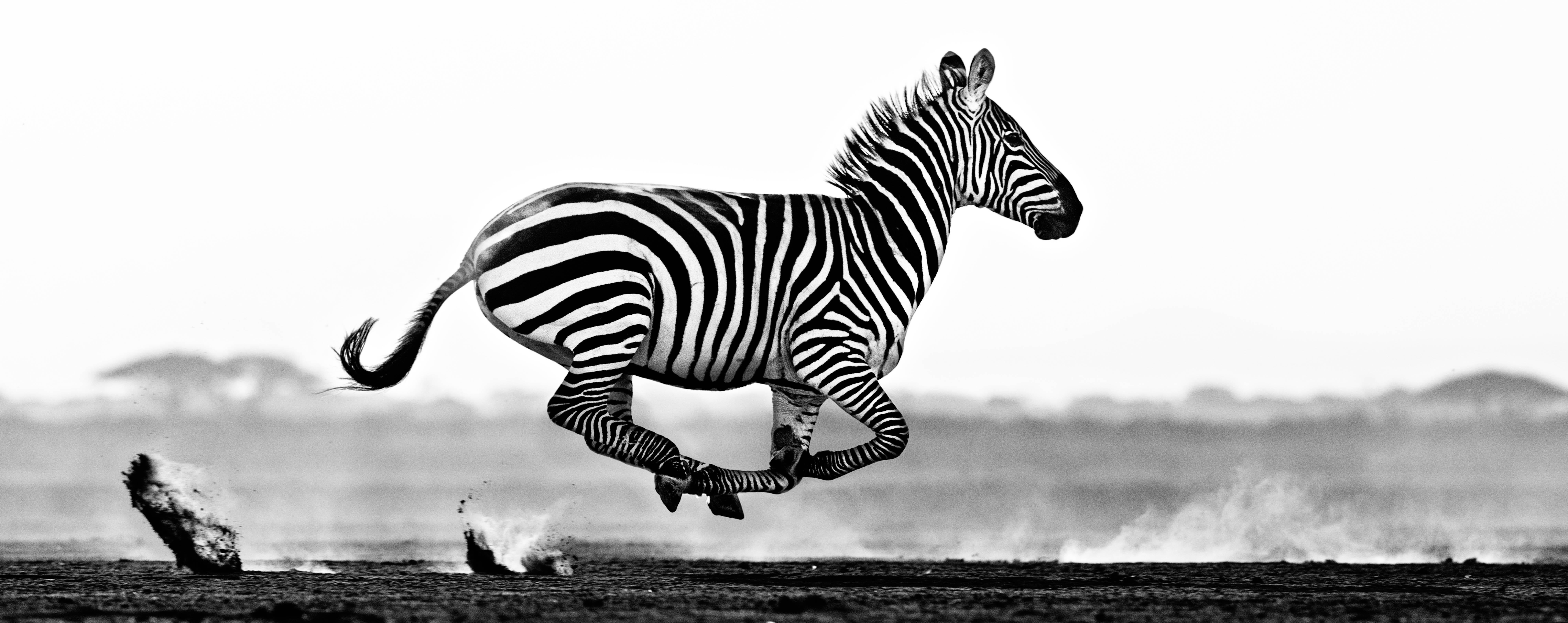 David Yarrow Figurative Photograph - Desert Flight - Zebra running, panoramic view, Fine Art Photography, 2014