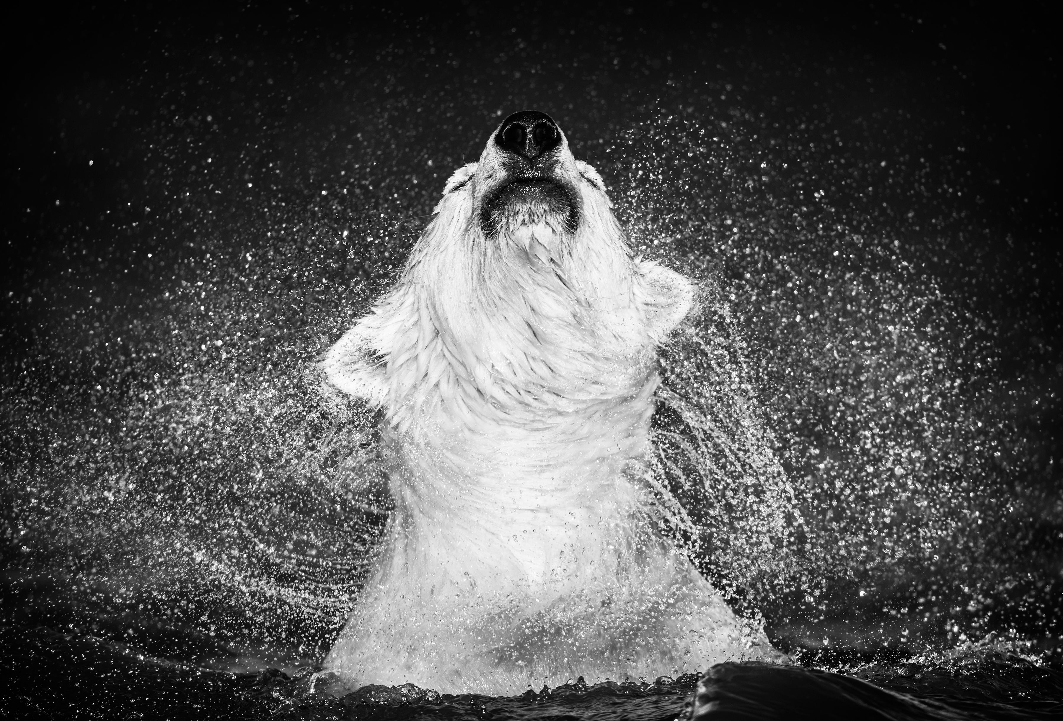 Alaska, USA 2018

Archival Pigment Print on 315gsm Hahnemühle Photo Rag Baryta Paper 

Each is signed, dated and numbered on the front. 

Edition Size: 12
 
Image Size: 56 x 82  inches 
Framed Size: 71 x 97  inches

"This was a hugely exciting