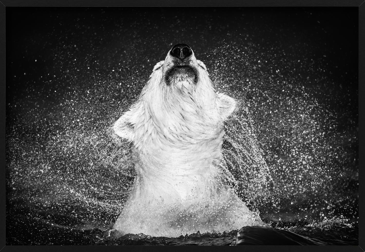 Diamantes en el cielo - Oso polar sacudiendo el agua de, Fotografía artística en venta 5