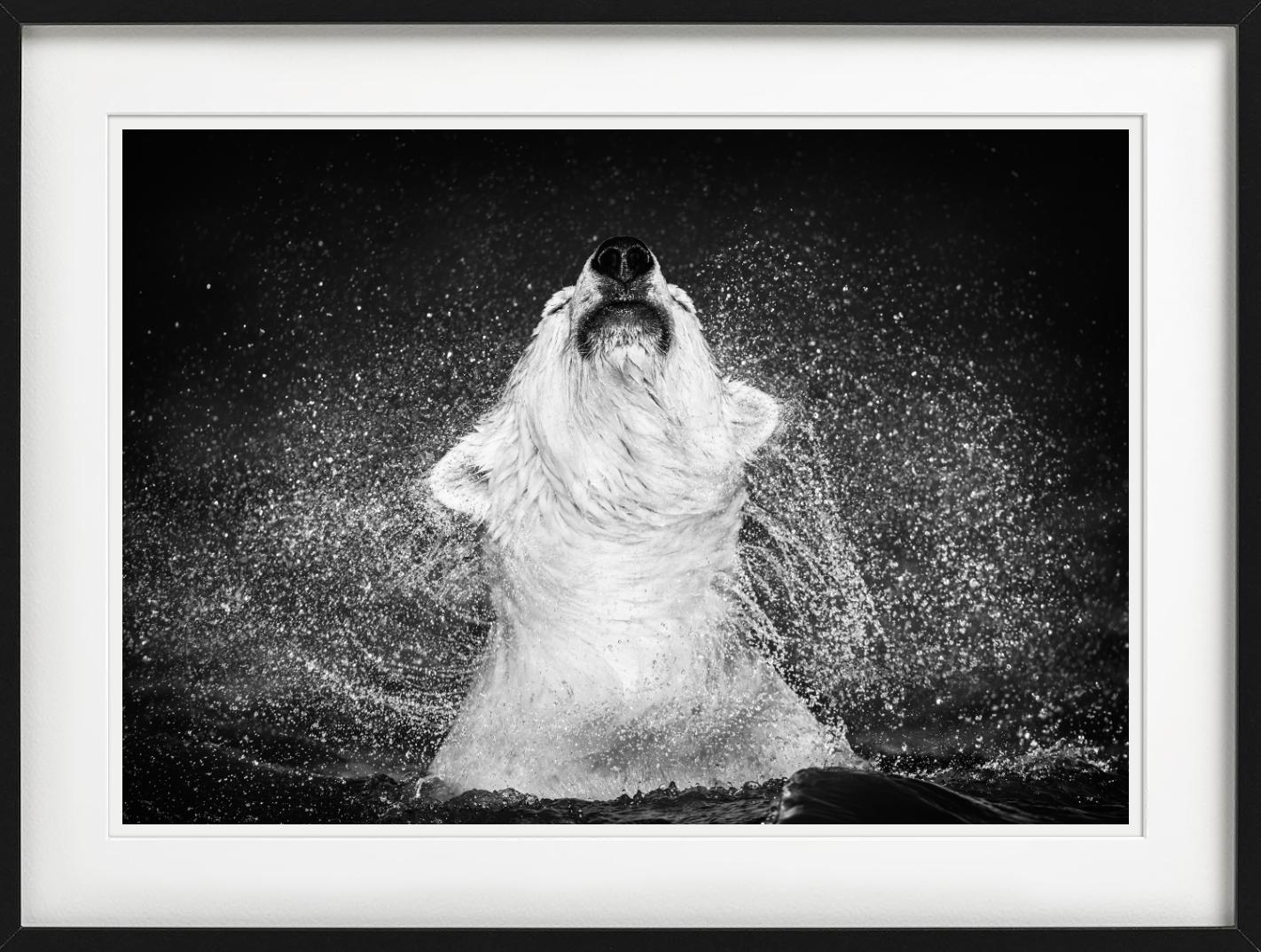 Diamantes en el cielo - Oso polar sacudiendo el agua de, Fotografía artística - Photograph Contemporáneo de David Yarrow